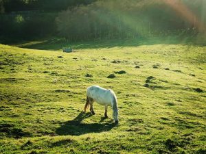 Ponies near Ruthven Barracks