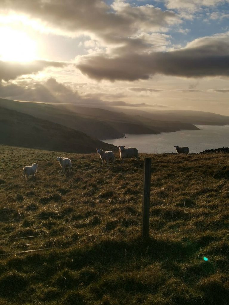 Fast Castle - wandering sheep at Dowlaw farm