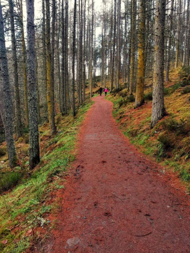 Winter woodland walks