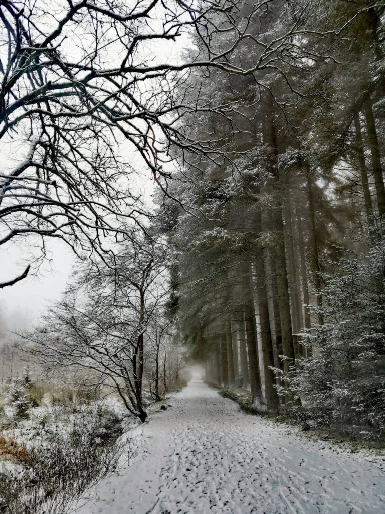 Winter woodland walks in the snow